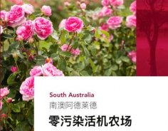 澳洲高端美妝品牌Jurlique茱莉蔻，成功入駐圣悅詩國際連鎖系統(tǒng)